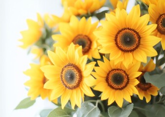 Obraz premium Bright sunflowers bouquet against a white background