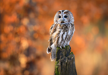 Tawny owl ( Strix aluco ) sitiing in the autumn forest