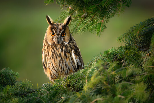 Long eared owl ( Asio otus ) close up