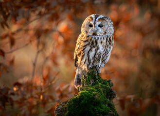 Tawny owl ( Strix aluco ) sitiing in the autumn forest