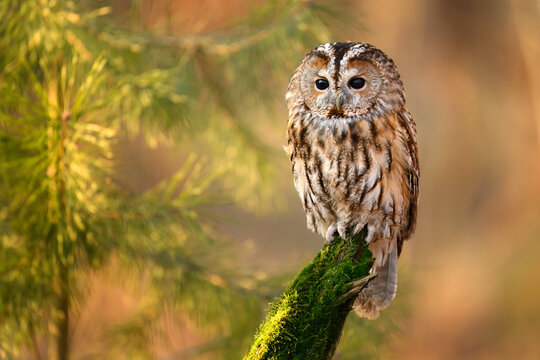 Tawny owl ( Strix aluco ) sitiing in the autumn forest