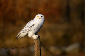 Snowy owl ( bubo scandiacus ) close up
