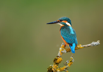 European Kingfisher ( Alcedo atthis ) close up