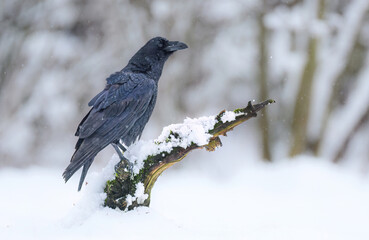 Raven bird ( Corvus corax ) close up