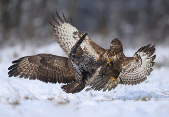Common buzzard bird ( Buteo buteo )
