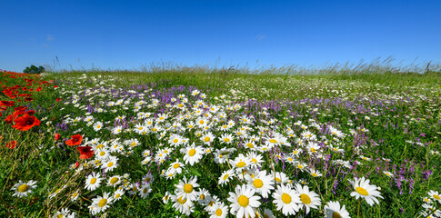 Beautiful summer day over meadow full of flowers