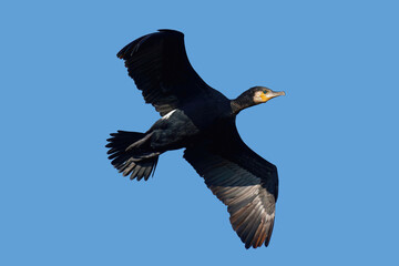Grand Cormoran en vol