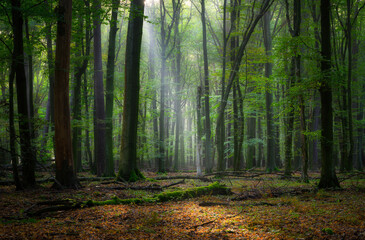 Fototapeta premium Beautiful sunny morning in green forest