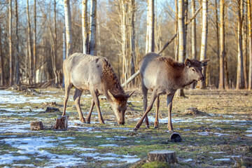 Obraz premium Two deer grazing in a winter forest clearing.