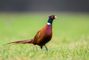 Ringneck Pheasant (Phasianus colchicus) male close up