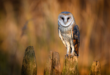 Barn owl close up ( Tyto alba )