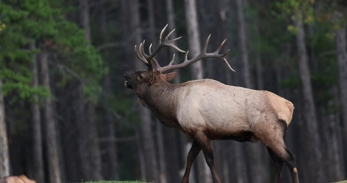 Bull elk bugling during the rut in Banff National Park, Canada. 