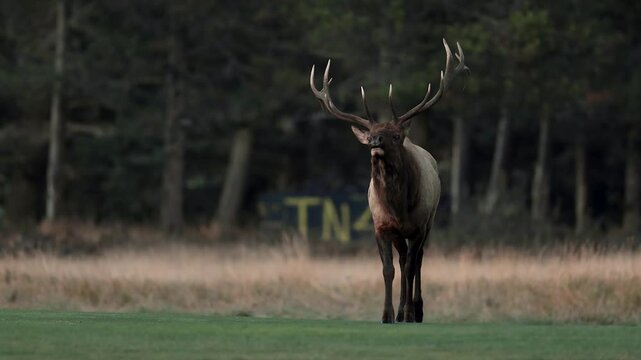 Bull elk bugling during the rut in Banff National Park, Canada. 