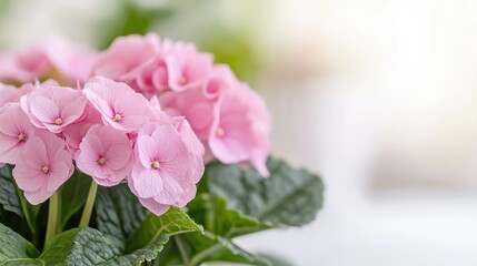 Fototapeta premium Pink hydrangeas in pot, bright home background