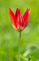 Images of wild plants and flowers. red wild tulip photos.