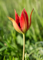 Images of wild plants and flowers. red wild tulip photos.