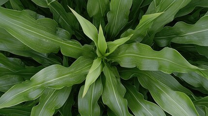 Fototapeta premium Lush green foliage, close-up view, nature background, plant texture
