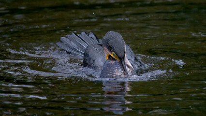 Cormoran mangeant un gros poisson