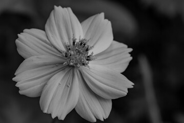 white flower on black background
