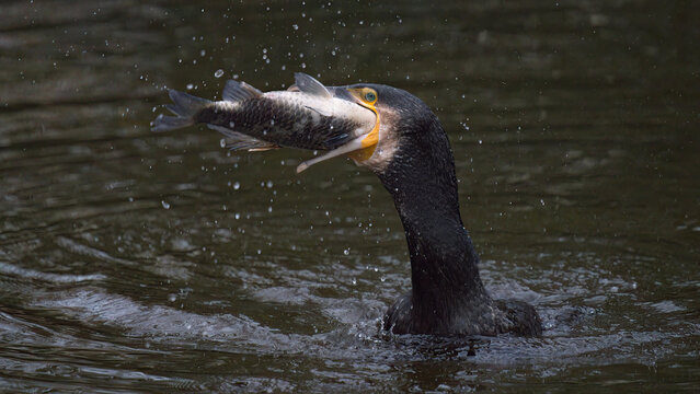 Cormoran mangeant un gros poisson