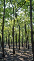 Fototapeta premium Lush trees thrive in a forest, showcasing the need for conservation for a sustainable future