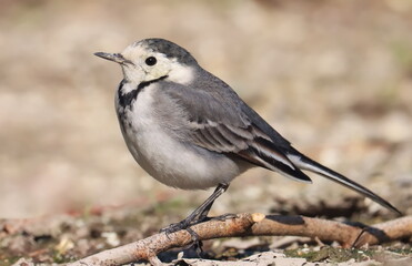 White Wagtail, Motacilla alba, birds of Montenegro	
