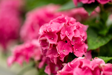 Fototapeta premium close-up of pink hydrangea blossoms with blurred background.