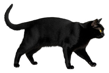 A sleek black cat walks with grace and confidence