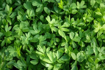 Fresh Capsella Bursa-Pastoris Blossoming in Natural Green Background of Spring Herb and Grass