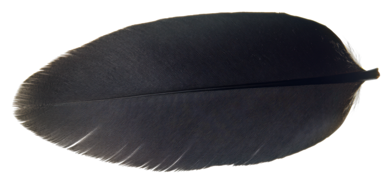 Black feather isolated on transparent background