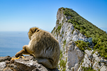 Macaque sitting on the stone in front of The Rock of Gibraltar