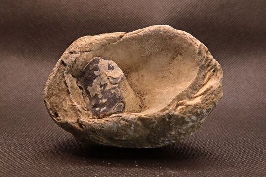 Fossile Austernmuschel  (Pycnodonte vesicularis), Dickmuschel