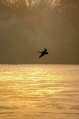 Silhouette of a Canada Goose in flight over a golden lake on a misty morning capturing tranquil freedom and majestic birdlife in peaceful reflection