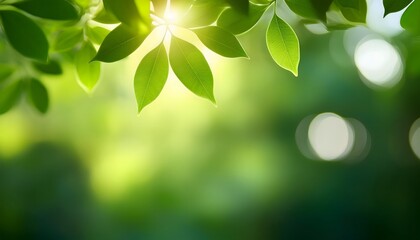 Obraz premium beautiful tree leaves edge of wallpaper background, tropical jungle leaf, fragment, blurred forest green foliage under sunlight 