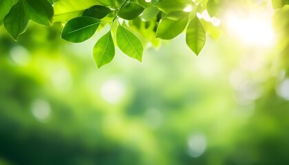Obraz premium beautiful tree leaves edge of wallpaper background, tropical jungle leaf, fragment, blurred forest green foliage under sunlight 