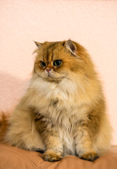 Stupendously Cute NY11 British Longhair Cat with Golden Fur and Emerald Eyes on a Beige Sofa
