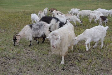 Obraz premium Friendly goat standing on a field