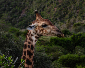 Side portrait of head and neck of a giraffe walking in the bush
