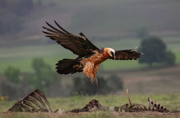Bearded vulture landing at a carcass at the Mzimkulu hide in the Drakensberg area of South Africa