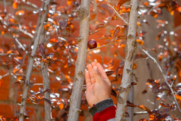 latin girl's hand picking fruit from a plum tree at her home in la paz bolivia - harvest concept