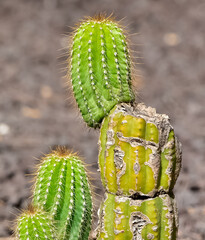 prickly ornamental plants and a variety of cactus photos