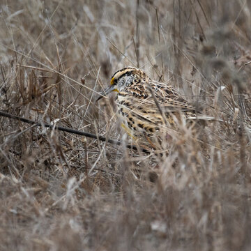 sturnella almost hidden