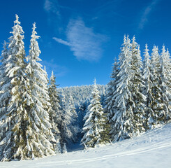 Winter calm mountain landscape with rime and snow covered spruce trees and snowfall