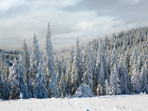 Winter calm mountain landscape with ski tracks (view from Bukovel ski resort (Ukraine) to Svydovets ridge)