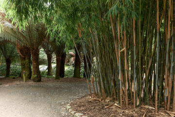 Trebah Gardens, Cornwall, England. Tropical trees