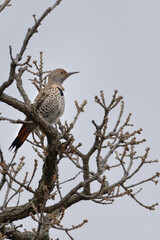 Northern Flicker in branch