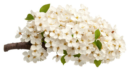 Fototapeta premium Isolated white flowering branch