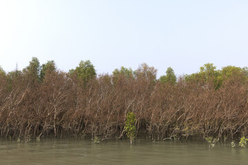 Mangrove forest of Sundarban tiger reserve, India