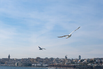 Many Seagull bird flying over the Bosphorus in Istanbul, Turkey. White seagull soaring through clear blue sky above city of Istanbul