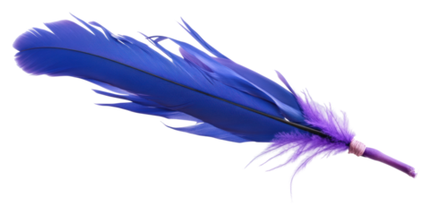 Blue and purple feather on white background